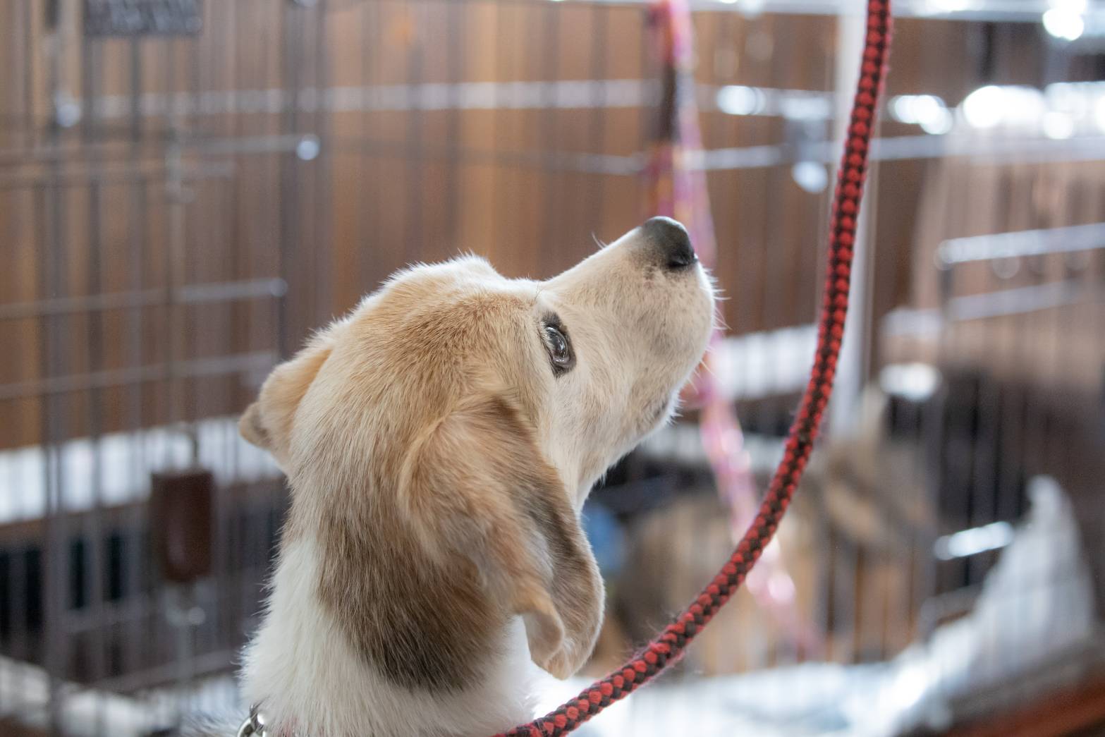 ケージの中から外を見上げる保護犬