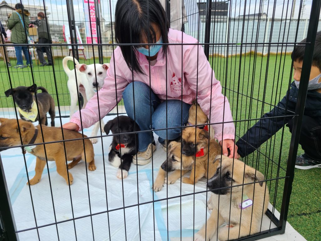 譲渡会で子犬とふれあうスタッフ