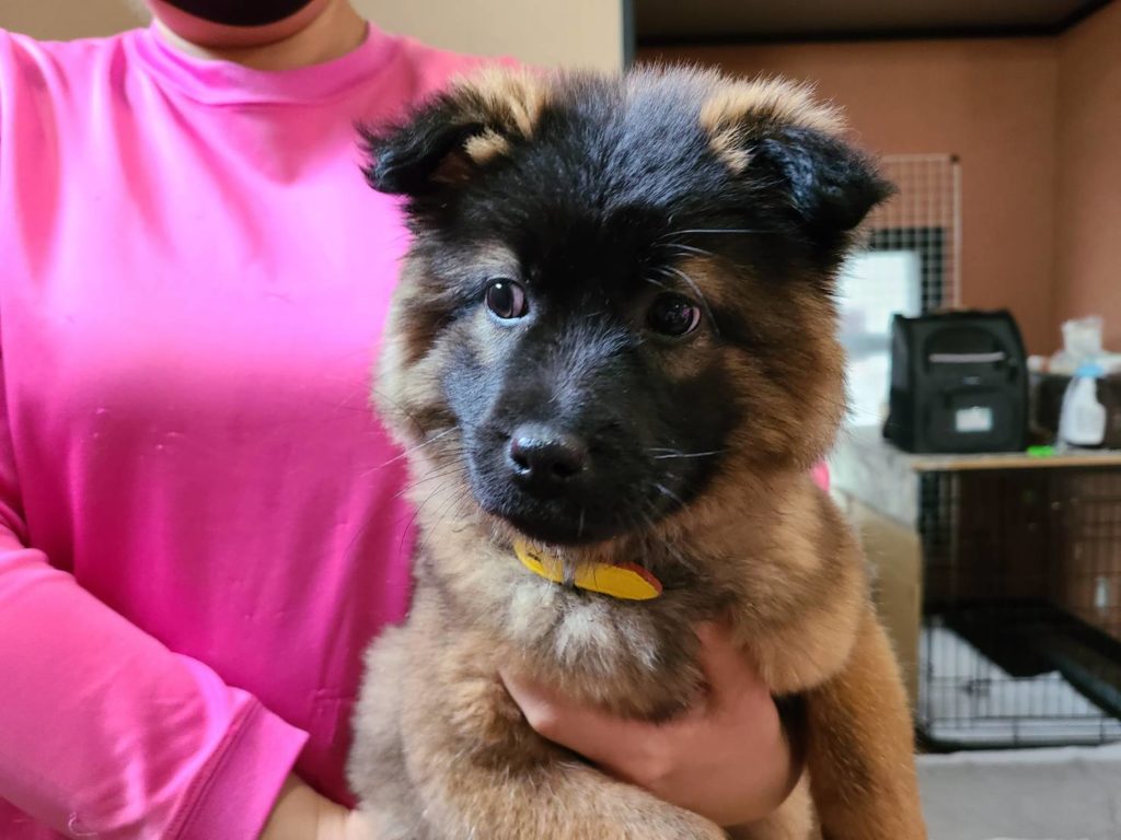 スタッフに抱かれる保護された子犬