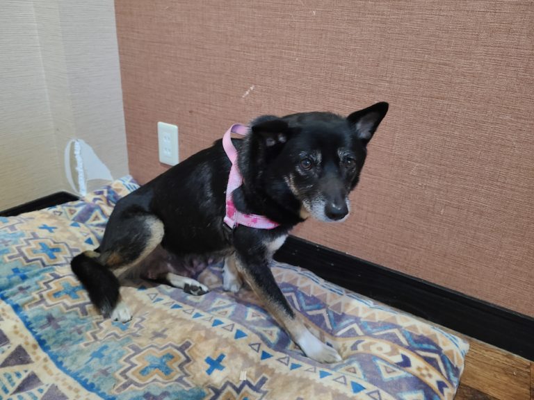 室内で落ち着いて過ごす保護犬