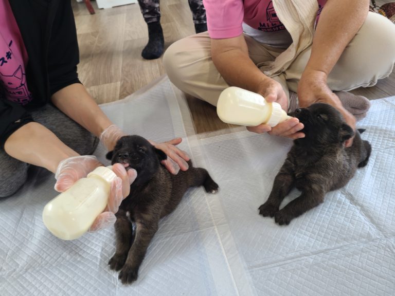 哺乳瓶でミルクを飲む子犬