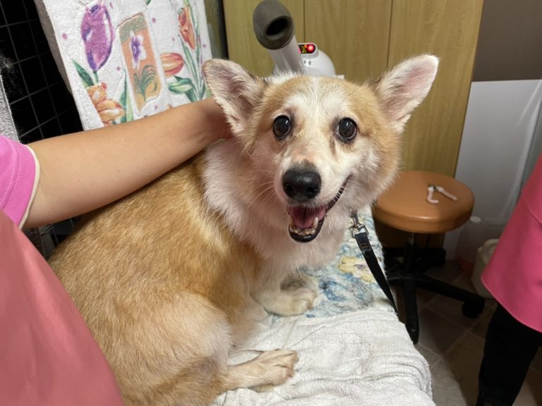 スタッフに撫でられる保護犬