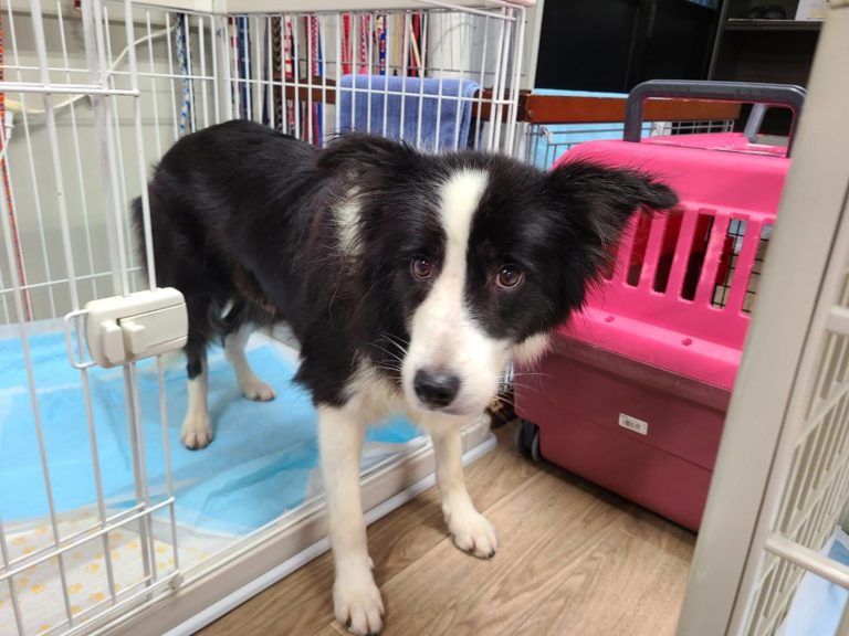 シェルターで過ごす保護犬