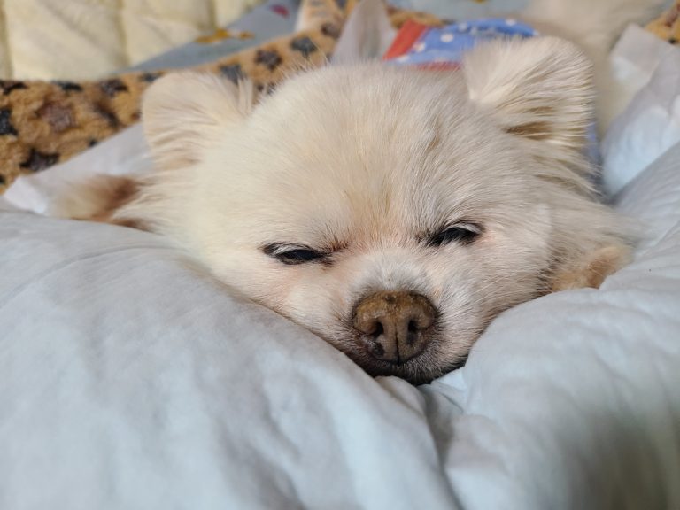 毛布の上で眠る保護犬